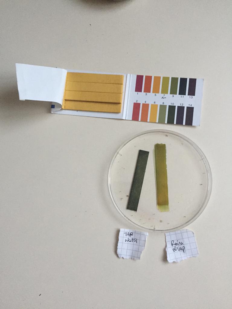 A universal litmus paper stripe folder with showing the different levels of ph scale in different colors. Below a blue and light green litmus paper tests. The blue litmus paper on the left reports a white paper tag handwritten 
     in black ink saying tap water. The light green limtus paper on the right reports a tag saying raindrop.